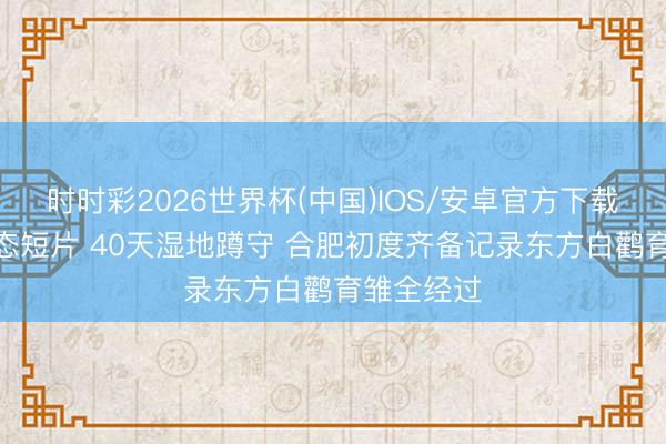 时时彩2026世界杯(中国)IOS/安卓官方下载 3分钟生态短片 40天湿地蹲守 合肥初度齐备记录东方白鹳育雏全经过